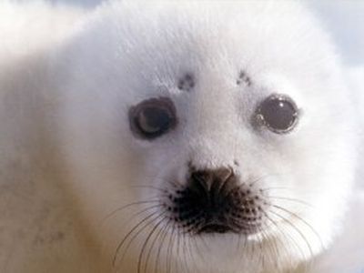 Гренландский тюлень. Фото: videodive.ru