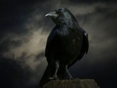 Черный ворон. Фото: Одноклассники