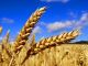 Пшеница. Фото: sovocrim.ru