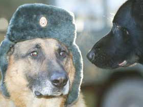 Собака-солдат. Фото www.pravda.ru