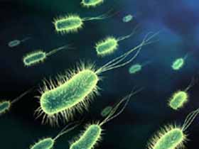 Бактерия легионелла. Фото с сайта www.acprofi.ru