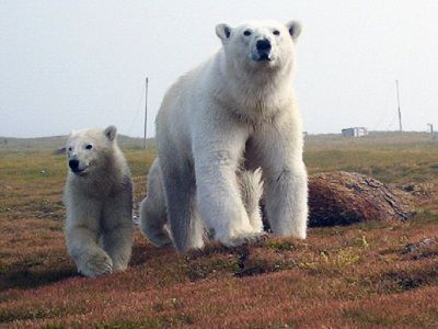 Остров Врангеля, медведи. Фото: wikimapia.org
