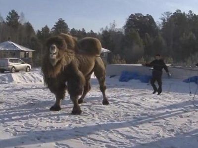 Один из приговоренных лжешаманами верблюдов. Фото: runews24.com