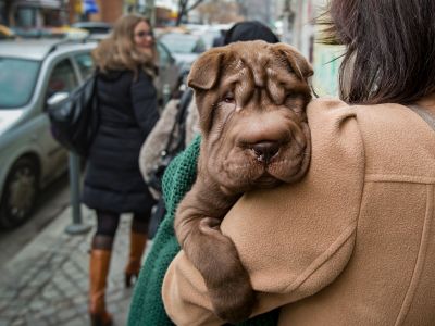 Выгул собаки. Фото: Vadim Ghirda / AP